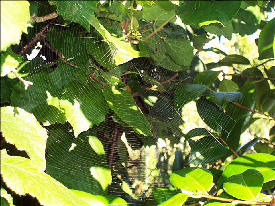 Araignées