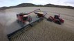 Davis Farms combining Merschman Memphis 1243RR2 with Case IH 9230 combine on tracks