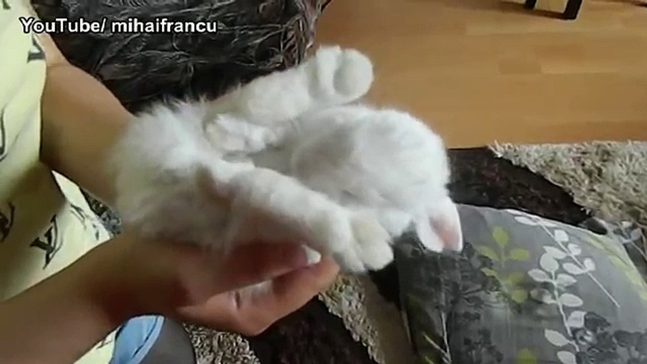 Baby Bunny Sleeping AWW