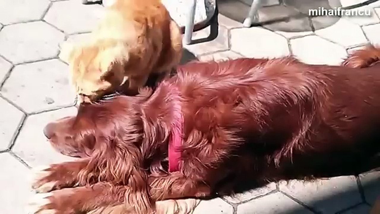 Cat Annoying Very Patient Dog