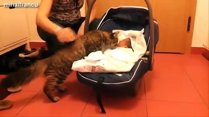 Best Of Funny Cats And Dogs Meeting Babies For The First Time Compilation 2014