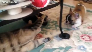 Cat And Bulldog Funny Videos Compilation