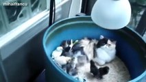 Cats Adopting Baby Birds Compilation 2014 [NEW] - FUNNY and CUTE