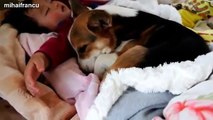 Cats And Dogs Sleeping With Babies Compilation 2014 [NEW]