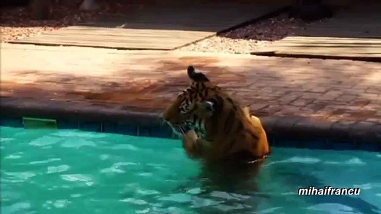 Animals on Vacation Compilation