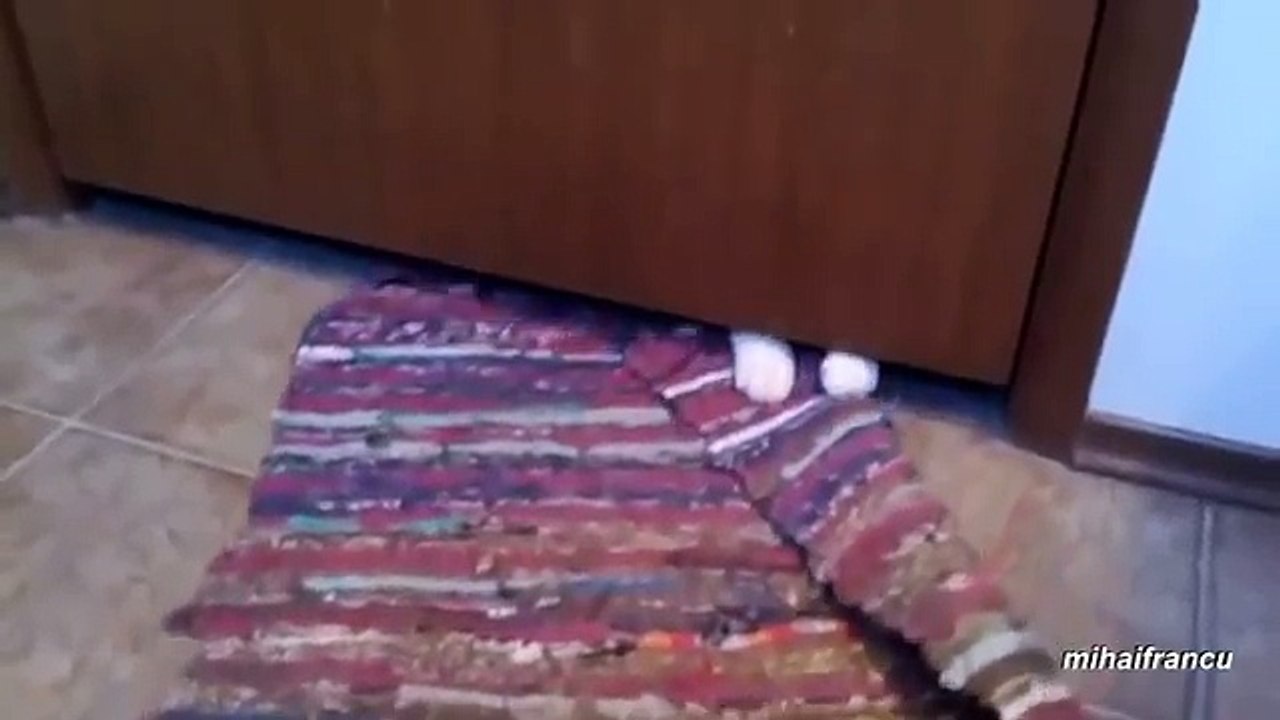 Animals Stealing Stuff Compilation