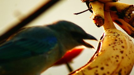 Ubatuba, SP, Brasil, Birds, birdwatcher, bird, natureza dos pássaros