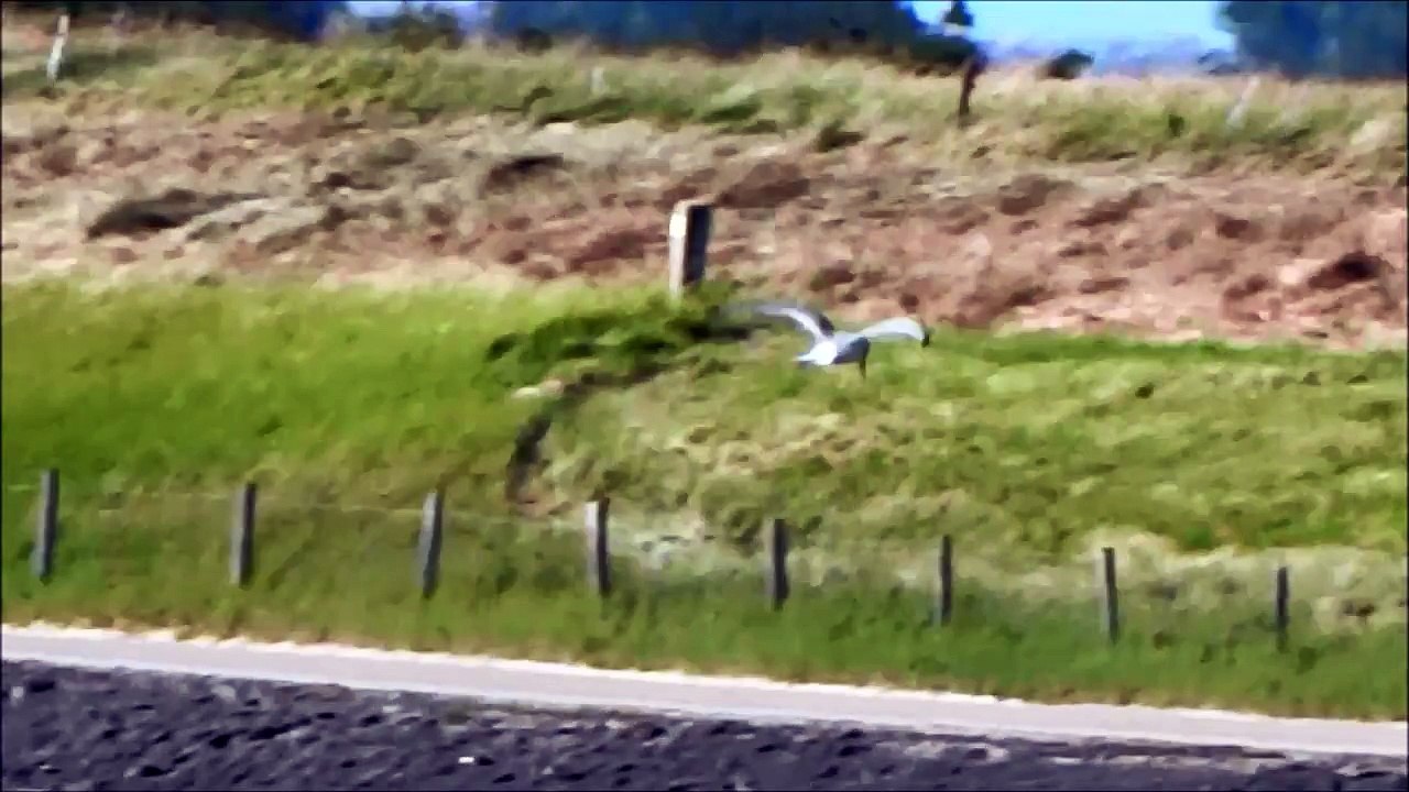Little Tern fishing / Dwergstern vist (Sternula Albifrons)