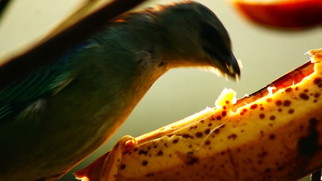 Ubatuba, SP, Brasil, Birds, birdwatcher, bird, natureza dos pássaros
