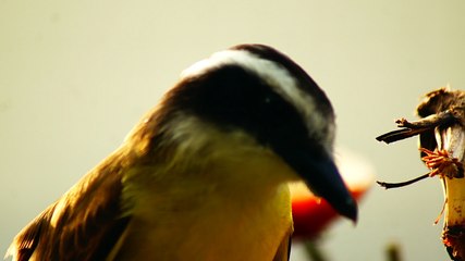 Ubatuba, SP, Brasil, Birds, birdwatcher, bird, natureza dos pássaros