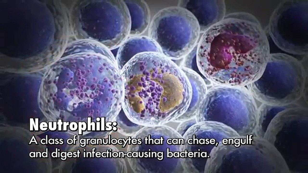 How White Blood Cells Are Formed