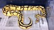 Firefly yellow belly ball python