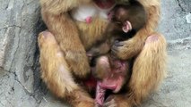 Baby Monkey 20days old. ニホンザルの赤ちゃん2014（生後20日目）⑨（釧路動物園）