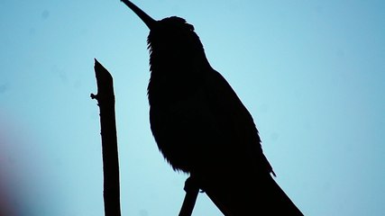 Download Video: Ubatuba, SP, Brasil, Birds, birdwatcher, bird, natureza dos pássaros