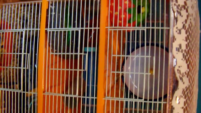 Dwarf Hamster Cage Tour ft Chinese Hamster *BUTTONS*