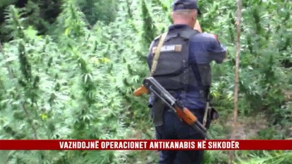 VAZHDOJNË OPERACIONET ANTIKANABIS NË SHKODËR