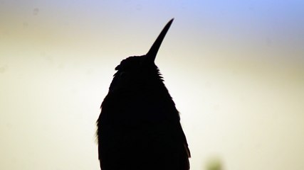 Ubatuba, SP, Brasil, Birds, birdwatcher, bird, natureza dos pássaros