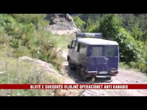 ASGJESOHEN 2342 RRËNJË BIMË NARKOTIKE