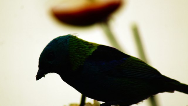 Ubatuba, SP, Brasil, Birds, birdwatcher, bird, natureza dos pássaros