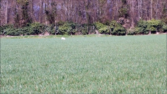 Hazpacho field Printemps Mars 2015