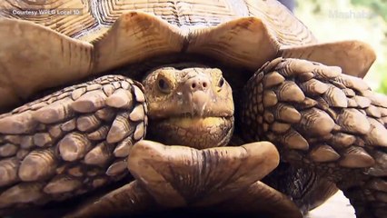 Runaway tortoise makes triumphant return home