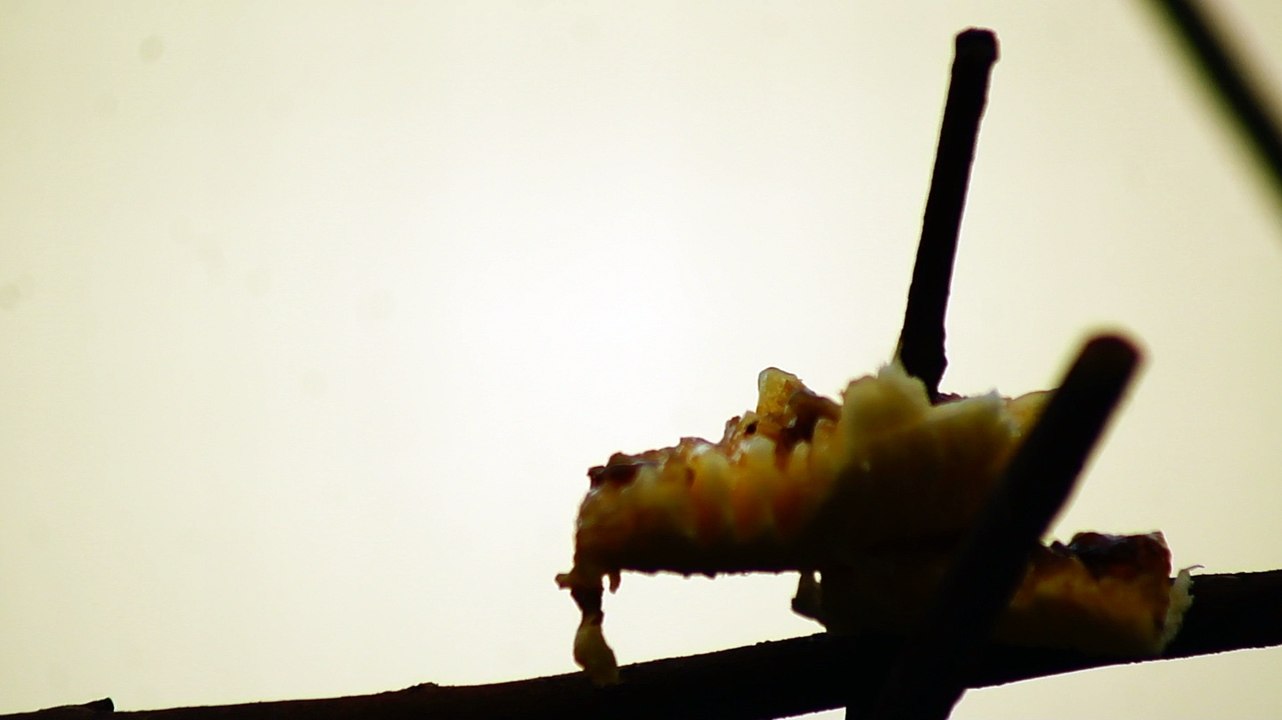 Ubatuba, SP, Brasil, Birds, birdwatcher, bird, natureza dos pássaros