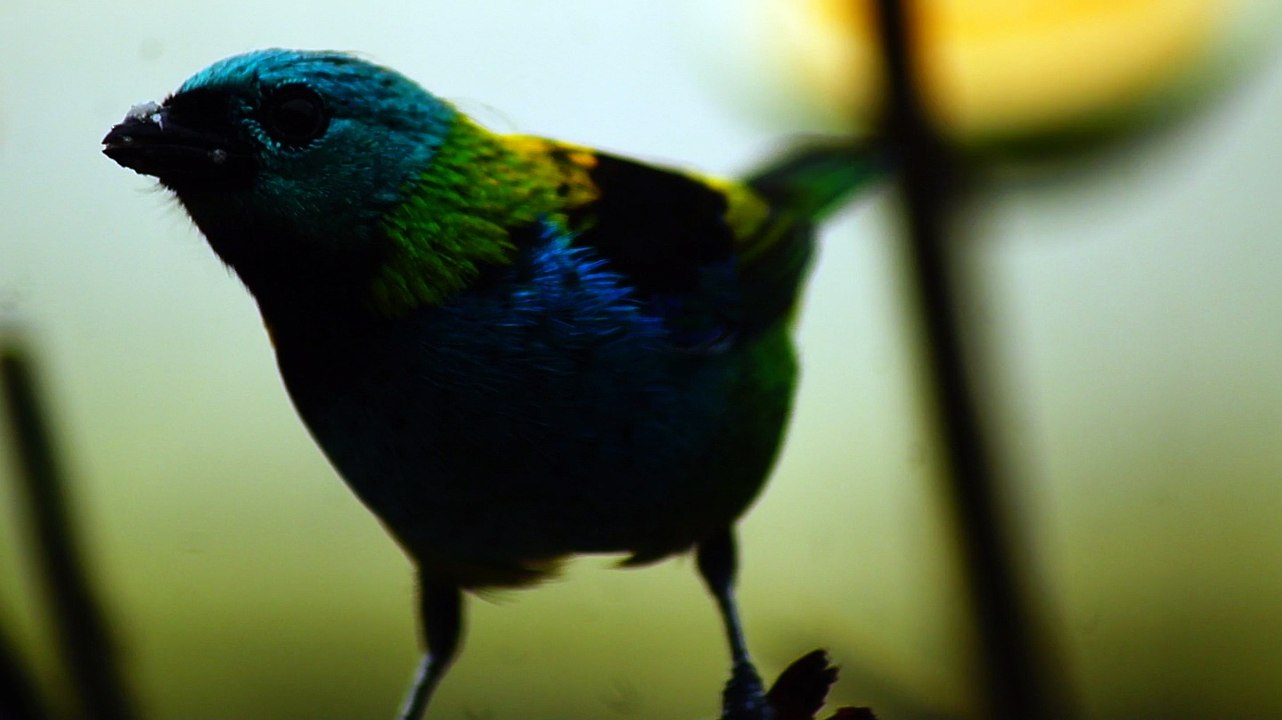 Ubatuba, SP, Brasil, Birds, birdwatcher, bird, natureza dos pássaros