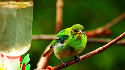 Ubatuba, SP, Brasil, Birds, birdwatcher, bird, natureza dos pássaros