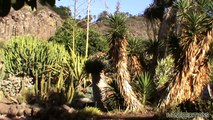 Canary Garden - Jardín Canario o Jardín Botánico Viera y Clavijo - Gran Canaria