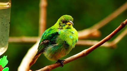 Ubatuba, SP, Brasil, Birds, birdwatcher, bird, natureza dos pássaros