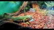 Chinese Water Dragon Eating Horned Worm