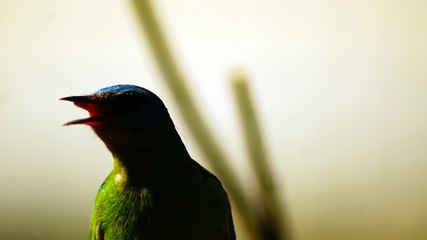 Ubatuba, SP, Brasil, Birds, birdwatcher, bird, natureza dos pássaros
