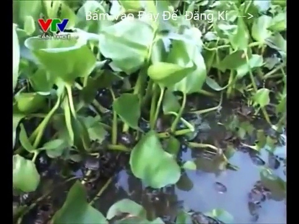 Kỹ thuật nuôi cua đồng hiệu quả nhất ở Việt Nam