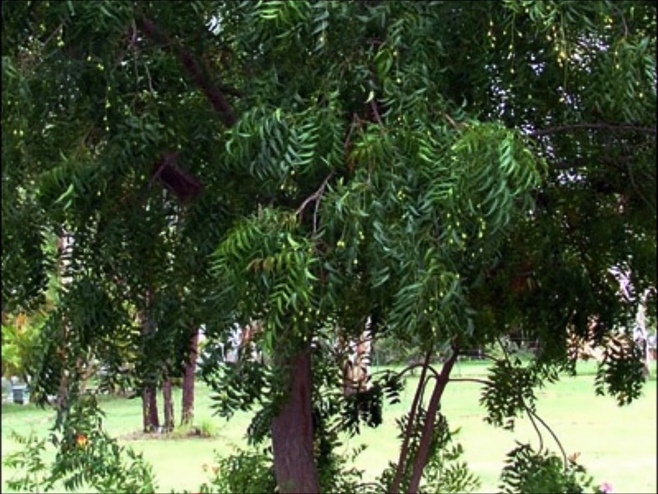 neem-ka-ped-video-dailymotion