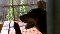 Tierschutz ohne Grenzen e.V.  - Besuch im Tierheim Figueres