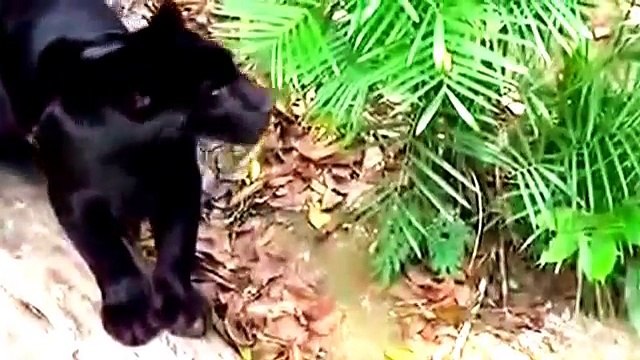 ANIMAL FIGHT - Cheetah vs Leopard vs Lion vs Tiger Battle For Survive 2015 HD Lions Fighting Todeath
