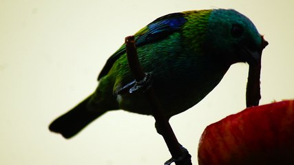 Ubatuba, SP, Brasil, Birds, birdwatcher, bird, natureza dos pássaros