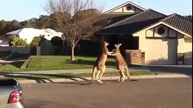 Kangaroos Fighting on Road Happand only in Australia