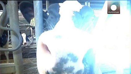 Tuberculose bovine en Belgique: plus de 150 fermes en quarantaine