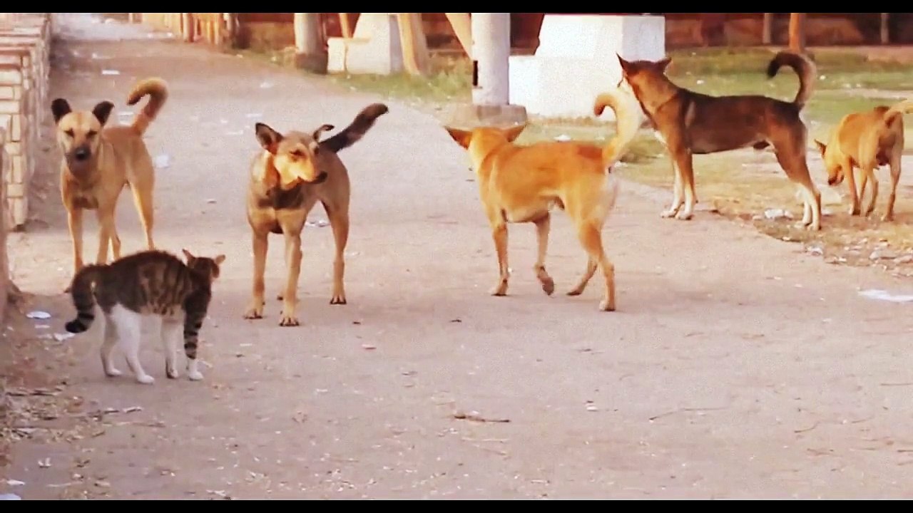 Cat vs Dog