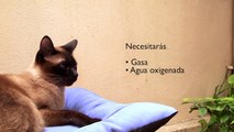 Cómo limpiar las orejas de tu gato : Cómo cuidar a tu gato