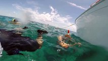 Hand-feeding a Goliath Grouper