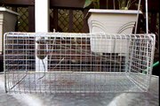Caged Mouse Tries Desperately To Escape