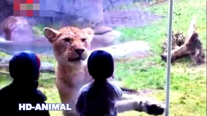 when animals attack at the zoo | Animal Attack compilation