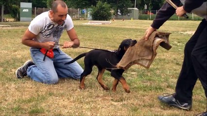 Loubard - 1er entrainement mordant - 21 juin 2015