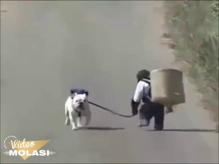 SMART CHIMP VS DOG