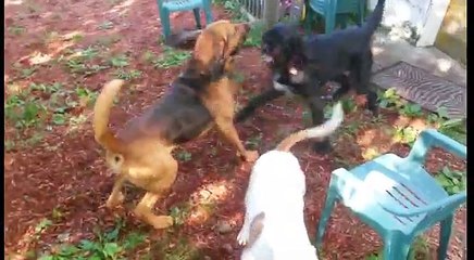 Blood hound vs pit bull vs wolf hound playing