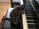Petit chaton qui joue du piano
