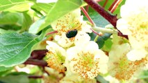 キウイフルーツの花とハナムグリ Kiwi Fruit Flowers and Flower Chafer 4K