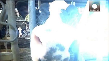 На фермі у Бельгії знищать всіх тварин